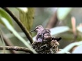 hummingbird queen elizabeth