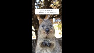 The World's Happiest Animal 🐾📍 #RottnestIsland in #WAtheDreamState