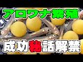 今明かされるアロワナ繁殖の成功の鍵!実は間違えてた〇〇〇これを押させれば・・夢の繁殖も!