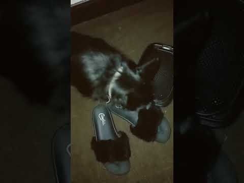 ASMR Dog Licking