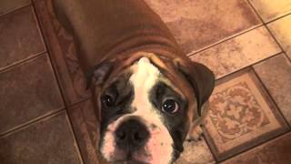 Умственные дети-2))) real English bulldog PR company BulldogFILL купить щенка английского бульдога Умственные дети-2))) real English bulldog PR company BulldogFILL купить щенка английского бульдога