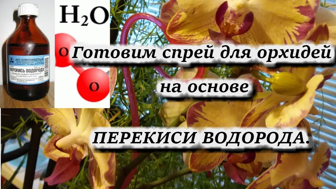 Полив орхидеи перекисью водорода. Полив орхидей перекисью водорода. Удобрение орхидей перекисью водорода. Полив архидея с перикисью. Перекись водорода для орхидей применение.