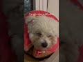 Fall asleep with Daisy #daisy #puppy #dog #pets #cutedog