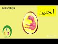 دورة حياة الدجاجة بصوت ونجلي إيمان 