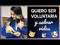 ¿Cómo puedo ser voluntaria en una protectora de animales? | Mi experiencia ayudando a los animales