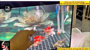 Hồ Cá Chép Sư Tử 200l Đẹp - Hồ Trong Nhà Nên Xài Đèn Uv Không - Cách Dùng Hiệu Quả.