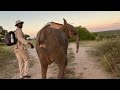 The scary moment khanyisa gets a fright at seeing a rhino  the whole elephant herd come running