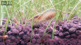 Freshwater shrimp LAID EGGS [Green zone 22~30 days]