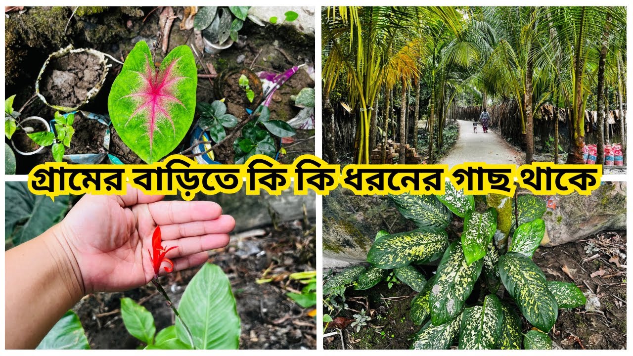 বিভিন্ন ধরনের গাছ শেয়ার করেছি আজকের ভিডিওতে।