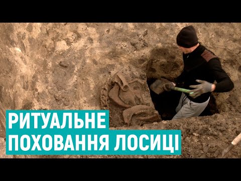 Біля Рівного археологи розкопали поховання лосиці. Припускають, що це був ритуал