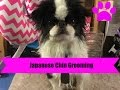 Japanese Chin Grooming