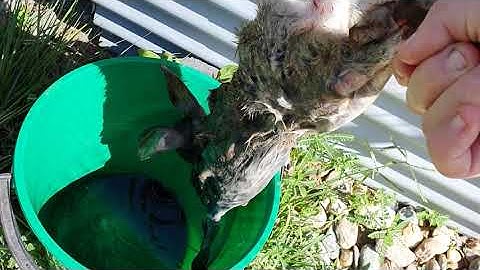 "Sticks & Stones will break your bones!" Scrub Python Enclosure Cleaning and Feeding!