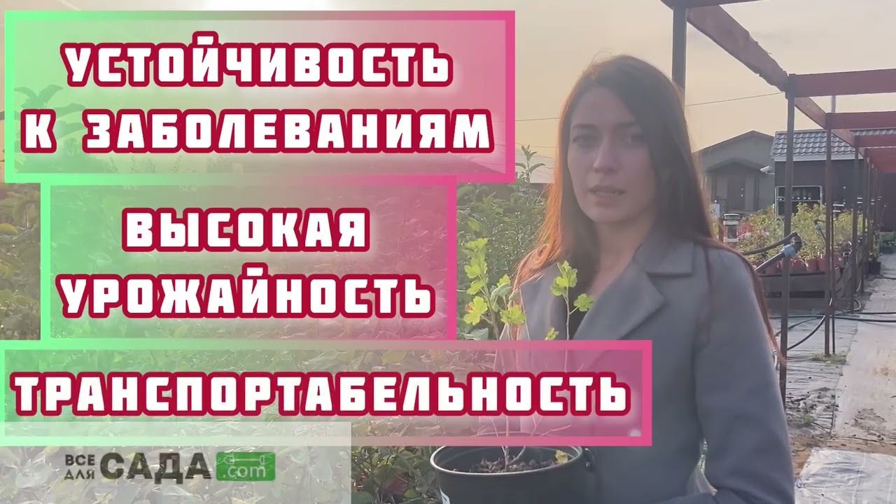 Крыжовник Колобок описание и характеристика сорта