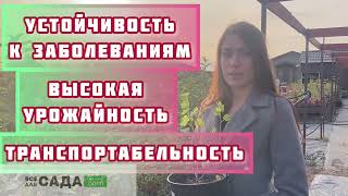 Крыжовник Колобок описание и характеристика сорта