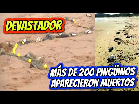 "Tragedia en las Olas, Más de 200 Pingüinos Encuentran un Destino Fatal en las Costas Uruguayas"