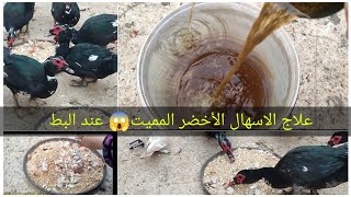 الإسهال الأخضر عند البط وازاى تعالجيه