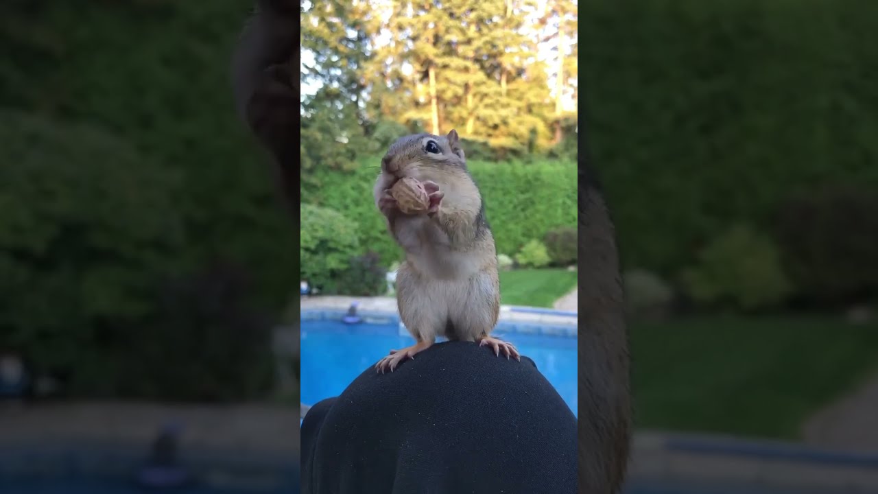 Lilchipmunk Flash