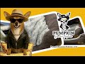 Pumpkin Canine Fashion Promo 072025-01