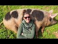 Lazy farmer uses pigs to clear forest