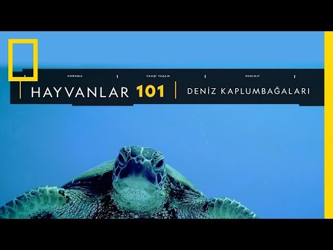 Video: Karayiplerde Deniz Kaplumbağaları Nerede Görülür