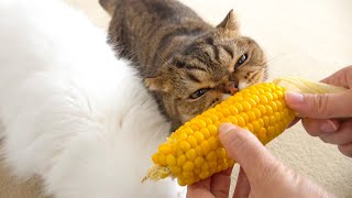 Why Are My Cats So Cute When They Eat Corn? (ENG SUB)