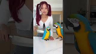 My Parrots Hilarious Reaction To Seeing A Parrot Cake앵무새의 웃긴 반응オウムの面白い反応