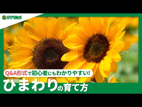 ☘49:ひまわりの育て方｜上手に咲かせるには？種まきの基本、日々の管理や水やりや肥料の与え方、種の取り方もご紹介【PlantiaQ&A】植物の情報、育て方をQ&A形式でご紹介