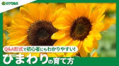 ひまわりの育て方 向日葵 カインズ花図鑑 Youtube