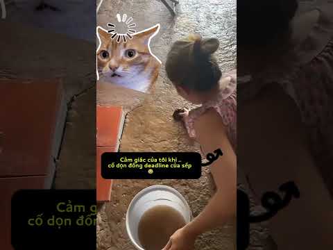 Cảm giác của tôi khi .. cố dọn đống deadline của sếp 😂  #haihuoc #funny #giaitri #yeucuocsong #cuoi