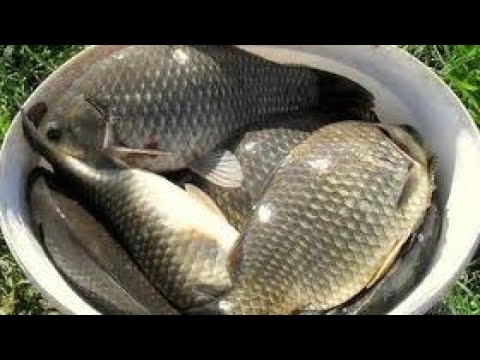 Как поймать крупного карася в апреле? секреты ловли карася.