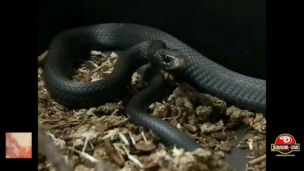 serpents en france VISITE CHEZ 