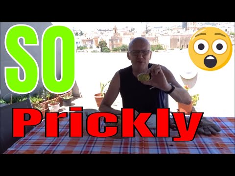 The prickly fruit of Malta , TASTE TEST , Prickly pears are known as Bajtar tax xewk, Malta