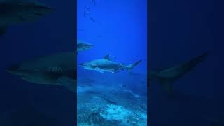 Getting sharky with SeaLife&#39;s SportDiver and Fiji Bullsharks