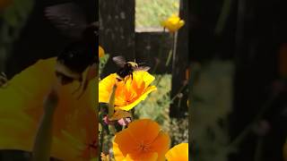 Bumblebee visiting a poppy in slow motion