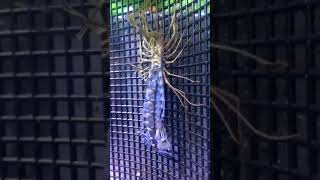 bug molting to breakcore