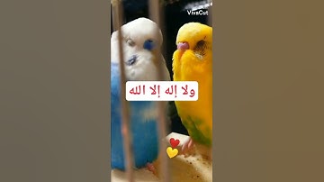 #اذكار الصباح #ستوريات  حالات واتس اب .. حالات الصباح