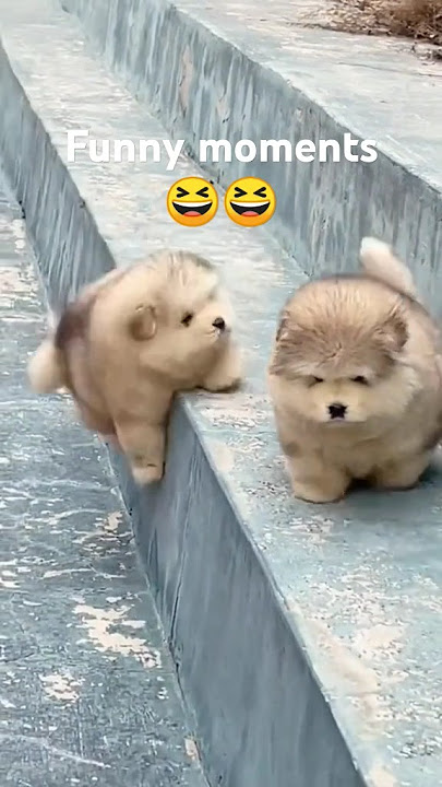 lucunya anjing jatuh😆😆#animal#lucu #lucungakak #short