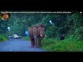 Every Procedure Failed To Remove the Elephant from road and at last it was done by Jasoprakas.