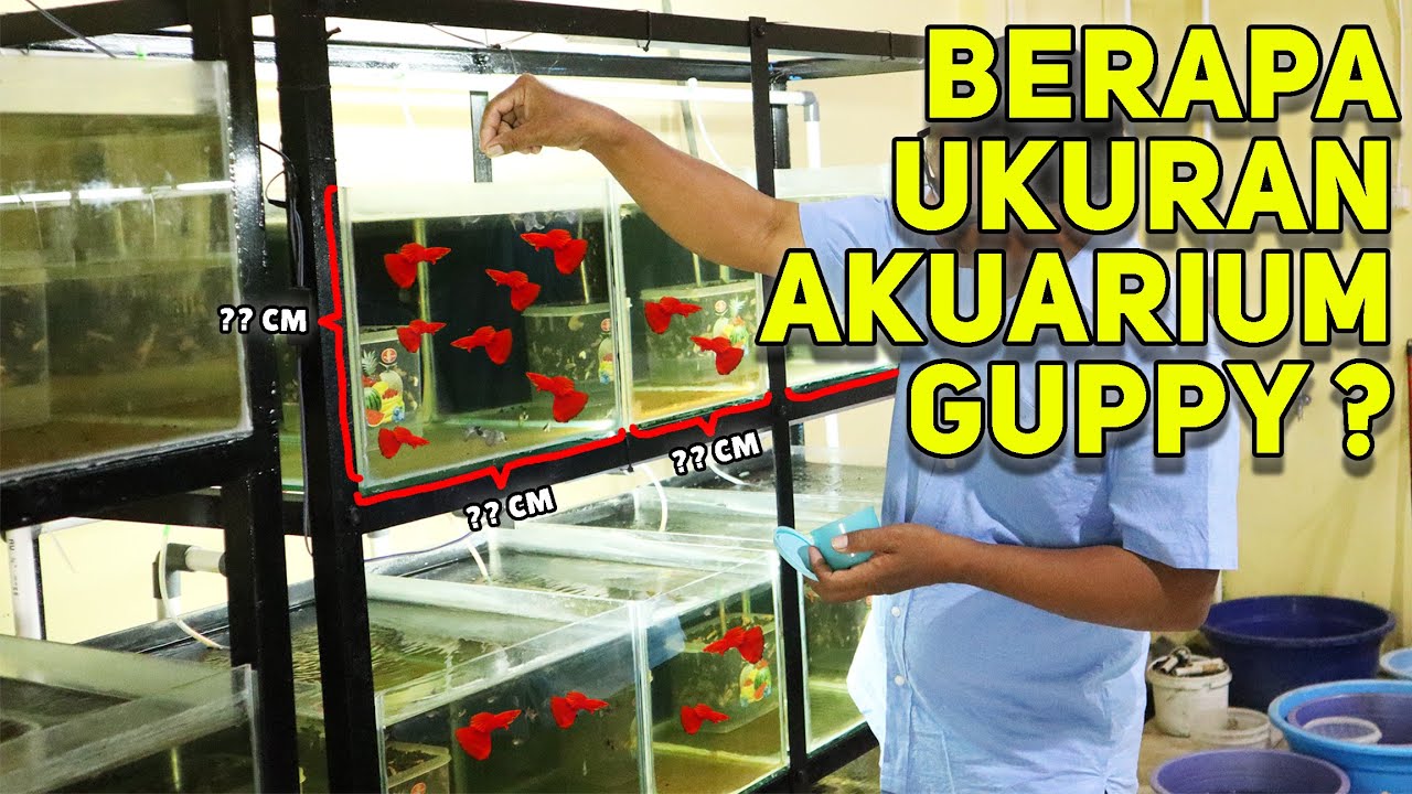 Ukuran Aquarium Ikan Guppy: Tips Memilih Aquarium Yang Tepat