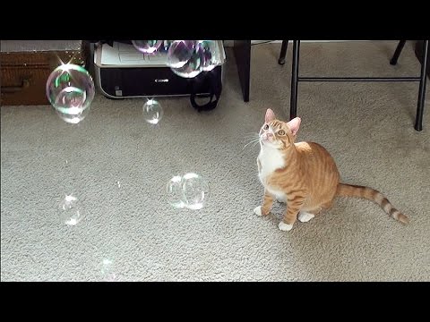 Catnip Bubbles!