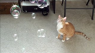 catnip bubbles near me