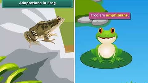 Adaptations in Frog