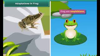 Adaptations in Frog
