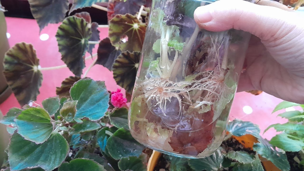 💯BEGONYA KÖKLENDİRME EKİMİ VE BAKIMI GELİN DAMAT #begonya #keşfet #çiçek #garden