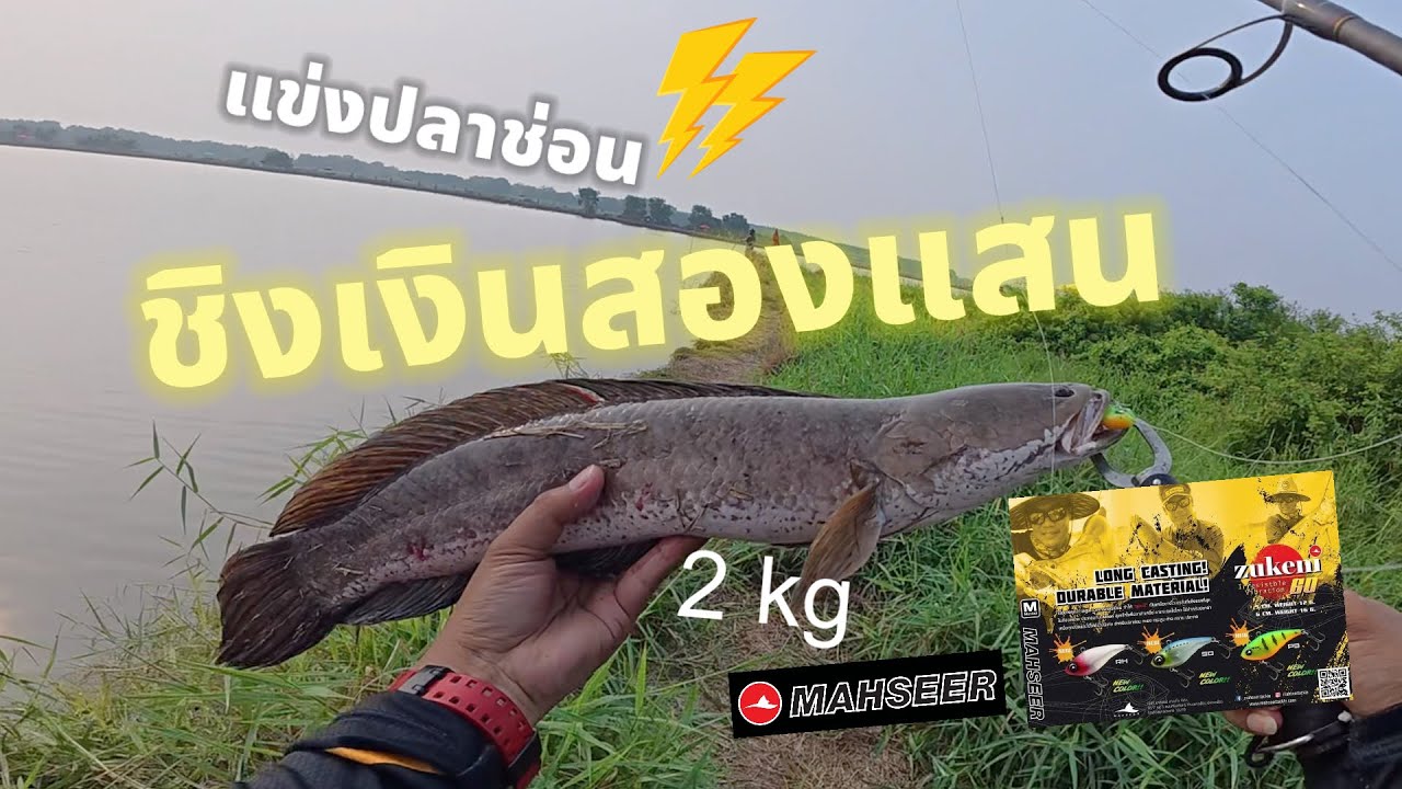 งานแข่งปลาช่อน สะบัดปลายคันครั้งที่ 3 ช่อนใหญ่ 2 kg