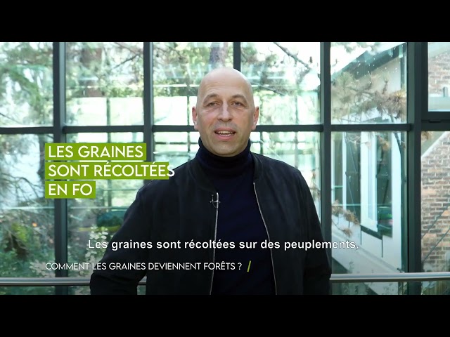 🌳2/6 Comment les graines deviennent forêts ? #MinuteInfo