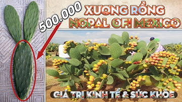 Không ngờ trồng cây xương rồng Nopal Ofi Mexico lại mang đến giá trị Sức Khỏe và Kinh Tế cao như vậy