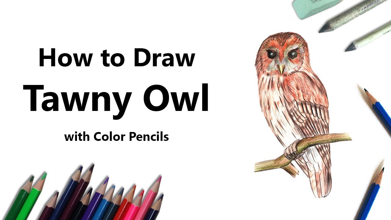 How To Draw A Tawny Owl With Color Pencils Time Lapse Youtube