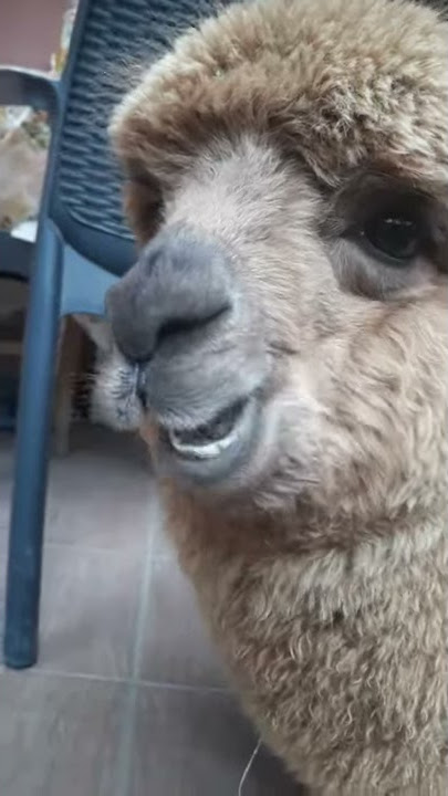 Smooth Alpaca Experience