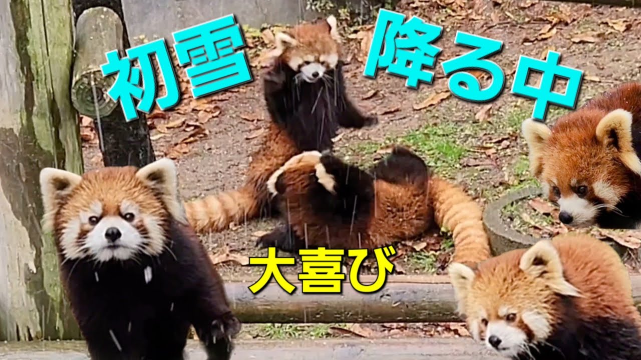 【配置換えが続く西山動物園レッサーパンダ】～Nishiyama Zoo Red Pandas～